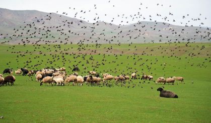 Muş ovasında huzur veren sesler