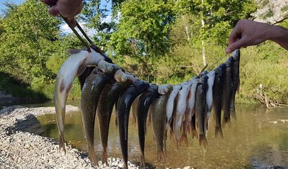 Diyarbakır'da Kulp Balığı tezgahların yıldızı oldu