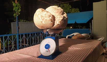 Sivas’ta bulundu, görenler gözlerine inanamadı!