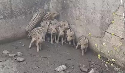 10 domuz yavrusu sulama havuzuna düştü
