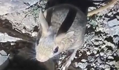 Nesli tükenme tehlikesi altındaki Arap tavşanı Tunceli’de görüldü