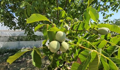 Türkiye’nin en lezzetli cevizinde rekor beklenti