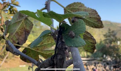 Kokarcaya karşı samuray arısı devrede