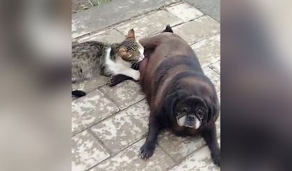 Yürekleri ısıtan görüntü