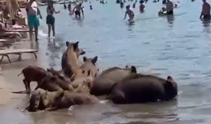 Marmaris'te yaban domuzları tatilcilerle birlikte denize girdi