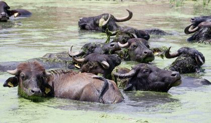 Onlar da sıcaktan kaçtı