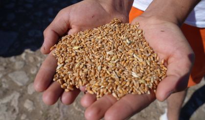 Sertifikalı tohum desteğinde başvurular sona eriyor