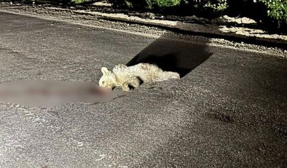 Tunceli’de aracın çarptığı yavru ayı telef oldu
