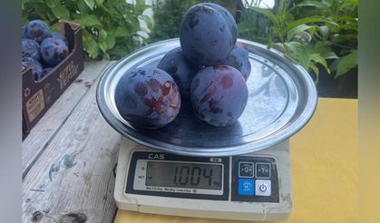 Dev erik şaşkınlığı: 5 adeti 1 kilo geliyor