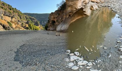 HES, Kulp çayını kuruttu. Balıklara hortumla su verdi