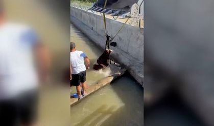 Kanala düşen dana, kepçeyle kurtarıldı