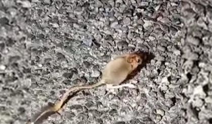 Kırmızı listede yer alıyordu, Tunceli’de görüntülendi