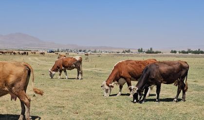 Kuş Cenneti kurudu, hayvanlar susuz kaldı