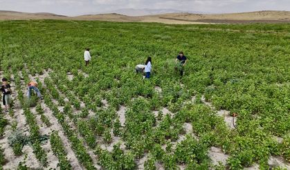 Yüksek verimli fasulye Ağrı'da