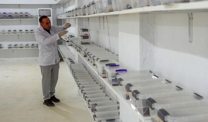 Diyarbakır Lice’de üretilen ‘antik şifa’ dünyaya yayılacak