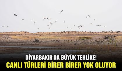 Diyarbakır'da büyük tehlike! Canlı türleri birer birer yok oluyor