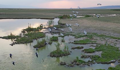 Göçmen kuşlar dönüş yolunda
