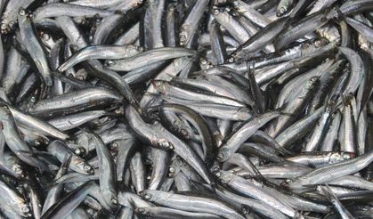 Hamsi, fiyatıyla tezgahların gözdesi oldu