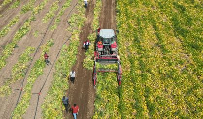 Kuru fasulyede hasat başladı, gözler gelecek verimde