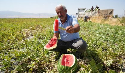 Muş'ta karpuz hasadı; üretimde rekor bekleniyor