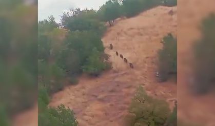 Diyarbakır’da aç kalan domuz sürüsü yerleşim yerine indi