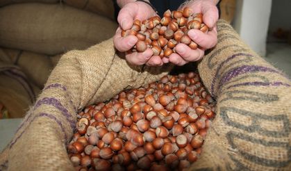 Fındık fiyatlarında sert dalgalanma!