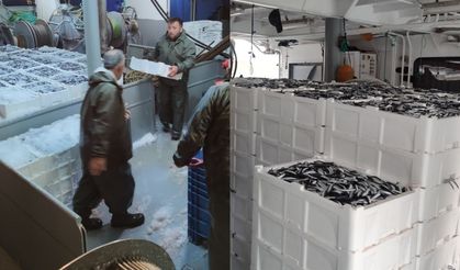 Balıkçılar bayram etti: Bir günde 440 ton hamsi