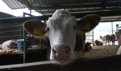 Haycancılıkta yeni dönem başlıyor! Yapay zeka ineklere de el attı