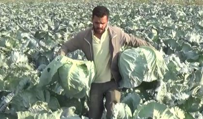 Muş’ta lahana hasadı: 30 kiloya kadar ulaşıyor