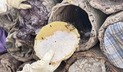 2047 rakımlı dağda kara kovan balı hasadı