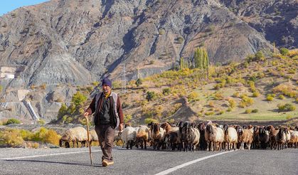 Türkiye’nin tek “9 virajlı” 3 bin rakımlı yaylası Diyarbakır’da: Göçerlerin zorlu dönüşü