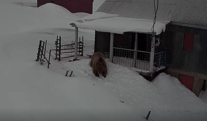 Davetsiz misafir ayı evleri mesken tuttu