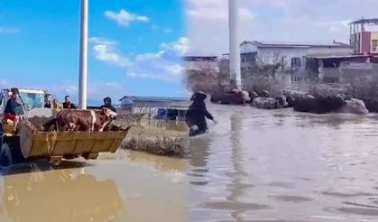 Selde mahsur kalan inekler kepçeyle kurtarıldı
