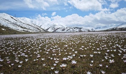 Baharın sembolü Çiğdemlerden görsel şölen
