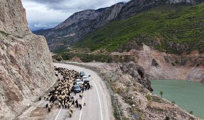 Besicilerin yaylaya zorlu göçü
