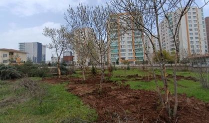 Diyarbakır’da ağaç kıyımı engellendi