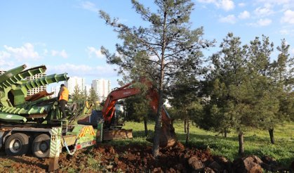 Diyarbakır Belediyesi: Ağaçlar korunarak taşınıyor