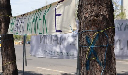 Diyarbakır’da Belediyeden ağaç sökümü açıklaması