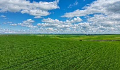 Diyarbakır'da yağış, buğdayda yüksek verim beklentisini artırdı