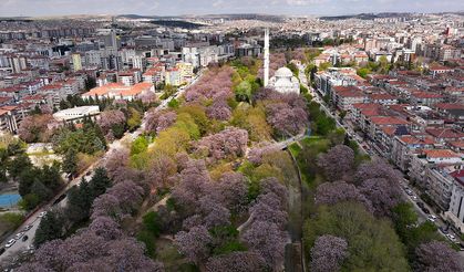 Gaziantep'te çiçek açan pavlonyalar parkları renklendirdi