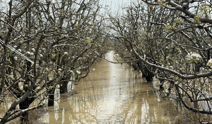 Yüzlerce dönüm şeftali ve armut bahçesi su altında kaldı
