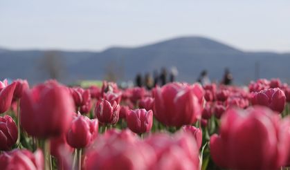 Lale tarlasını 9 günde 400 bin kişi ziyaret etti