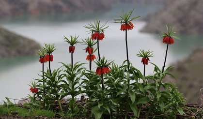 Şırnak'ta açan ters laleler doğayı renklendirdi