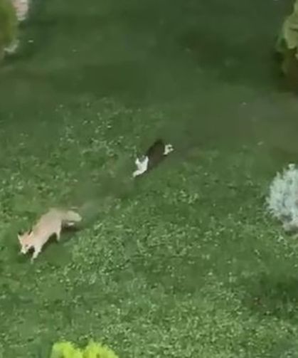 Hakkari’de kedi ile tilkinin oyun keyfi