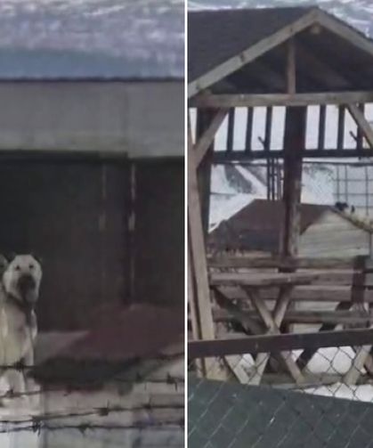 Erzincan depremini Kangal köpekleri hissetti