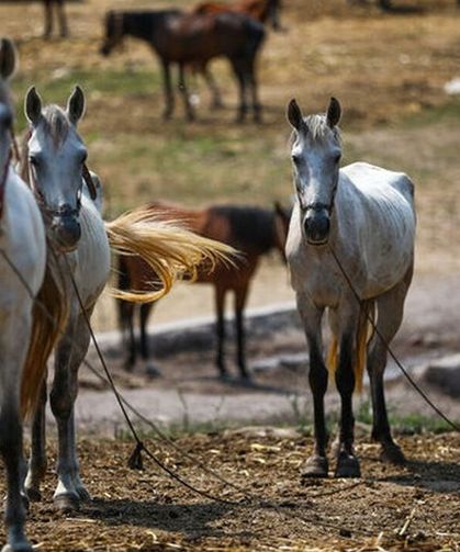 Atlara eziyet edenlere barınak temizleme cezası