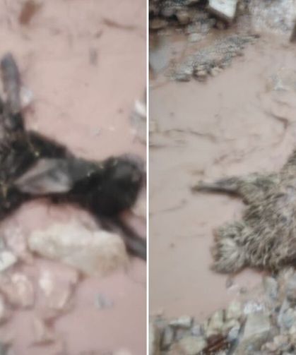 Göçerleri sel vurdu, hayvanlar telef oldu
