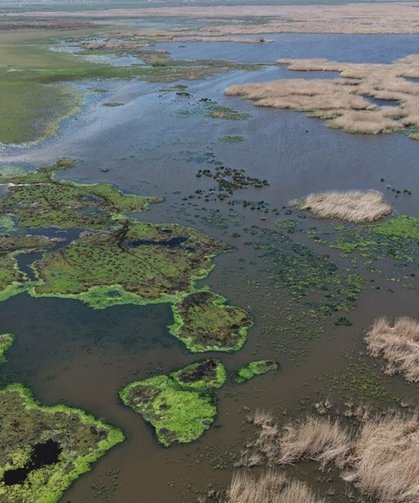 Eber Gölü'nde sevindiren gelişme