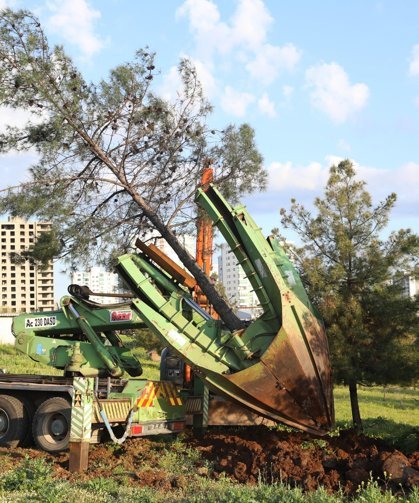 Diyarbakır’da ağaç kesme tartışmalarına Serra Bucak anketle cevap verdi