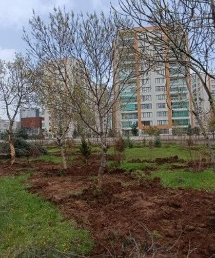 Diyarbakır’da ağaç kıyımı engellendi